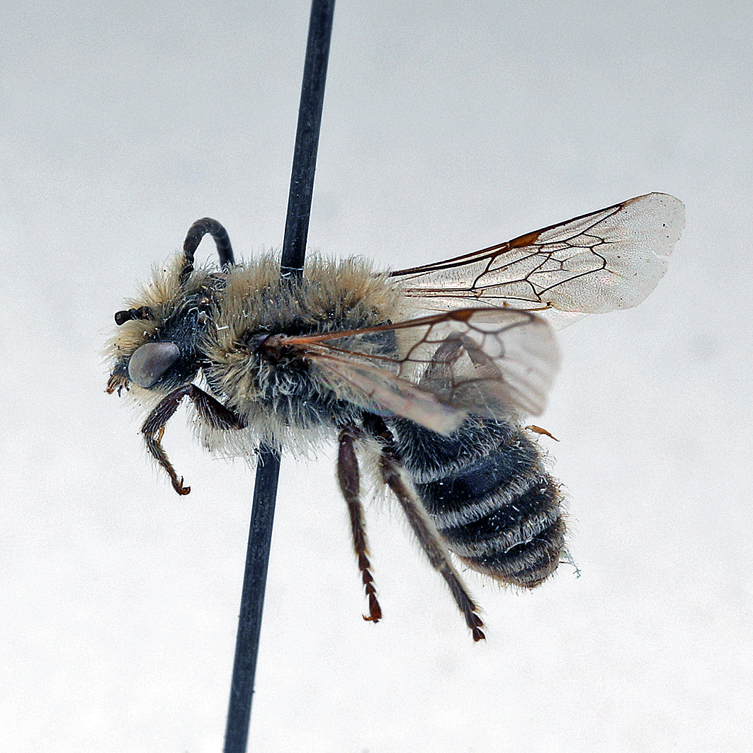 Fotografische Darstellung der Wildbiene Dolden-Seidenbiene