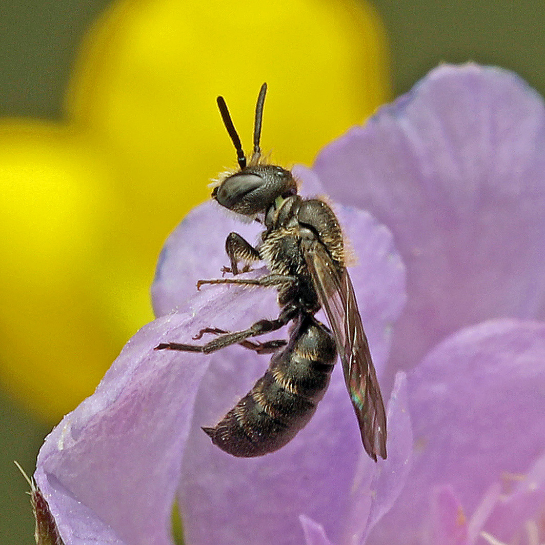 Fotografische Darstellung der Wildbiene Langfransige Scherenbiene