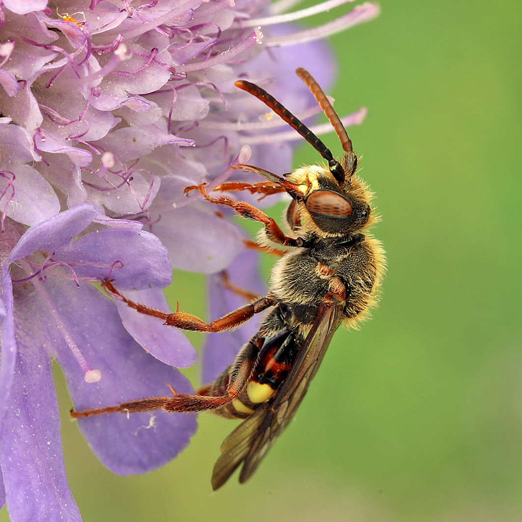 Fotografische Darstellung der Wildbiene Stumpfdorn-Wespenbiene