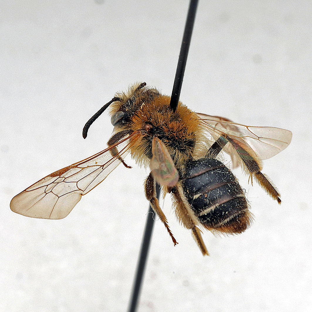 Fotografische Darstellung der Wildbiene Wald-Körbchensandbiene
