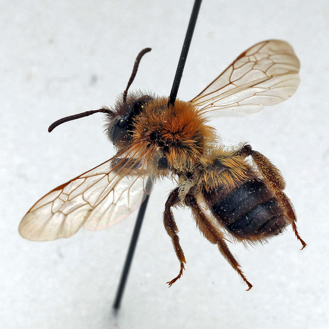 Fotografische Darstellung der Wildbiene Veränderliche Lockensandbiene