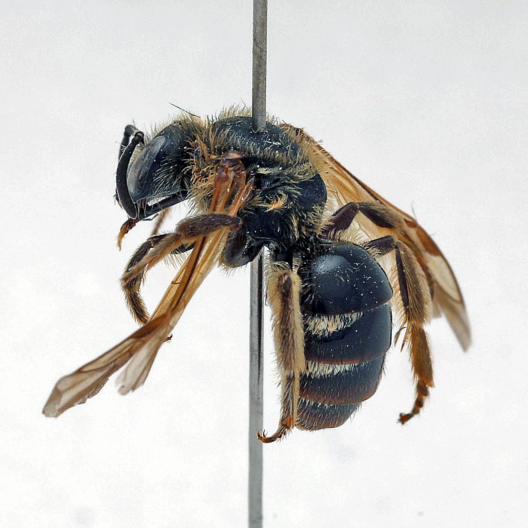 Fotografische Darstellung der Wildbiene Runzelbrust-Schmalbiene