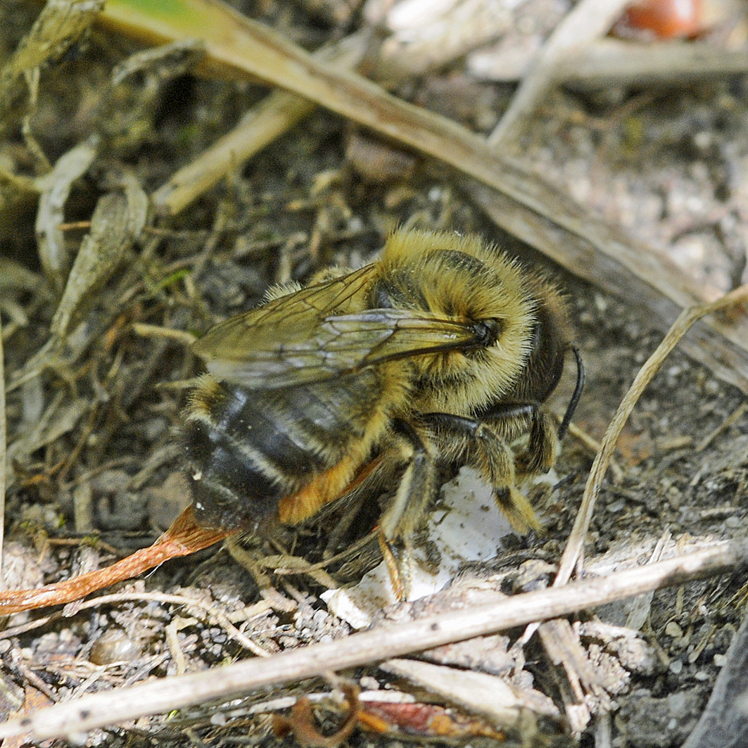 Fotografische Darstellung der Wildbiene Zottige Felsenbiene