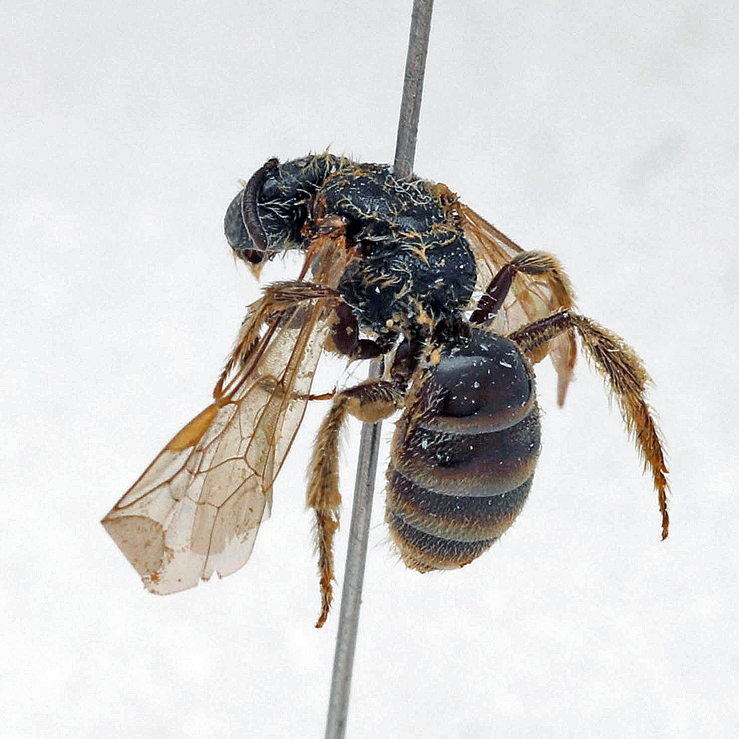 Fotografische Darstellung der Wildbiene Schornstein-Schmalbiene
