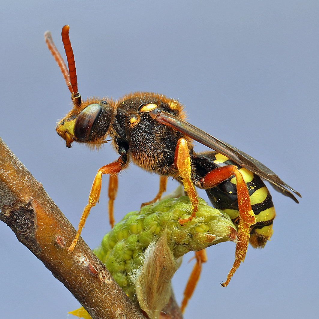 Fotografische Darstellung der Wildbiene Langkopf-Wespenbiene