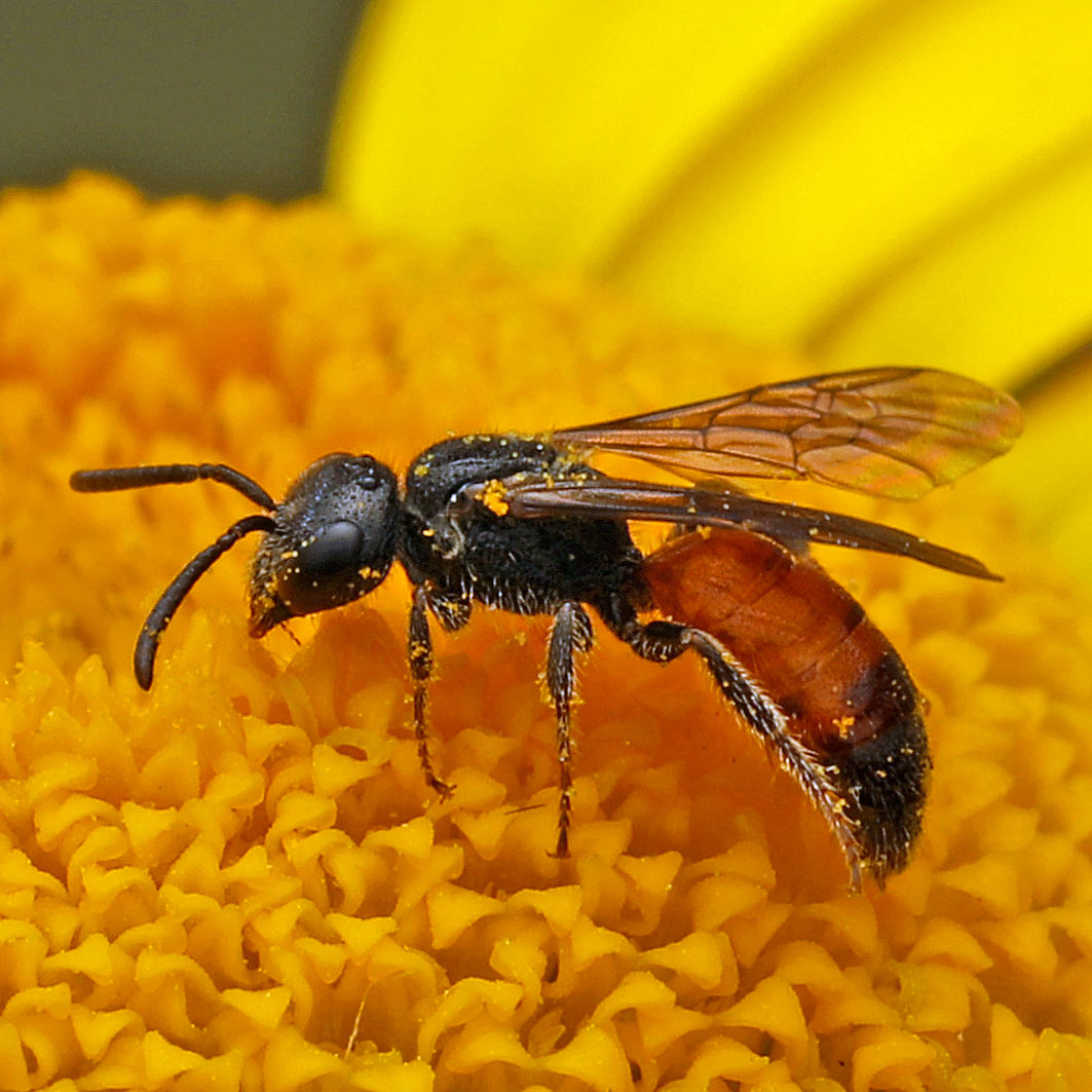 Fotografische Darstellung der Wildbiene Durchscheinende Blutbiene