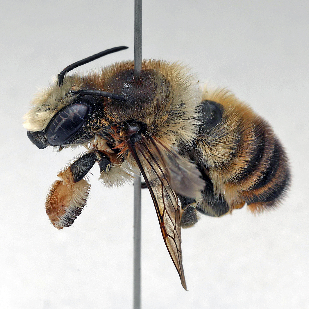 Fotografische Darstellung der Wildbiene Wollfüßige Blattschneiderbiene