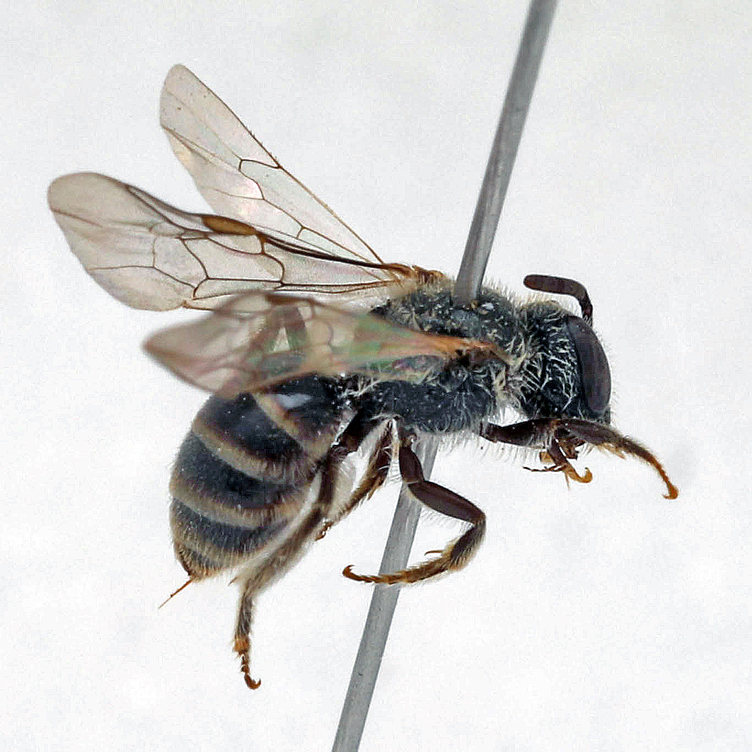 Fotografische Darstellung der Wildbiene Dreidornige Schmalbiene