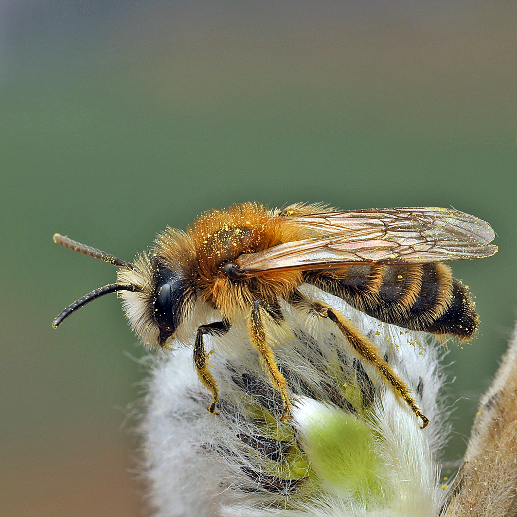 Fotografische Darstellung der Wildbiene Weiße Bindensandbiene
