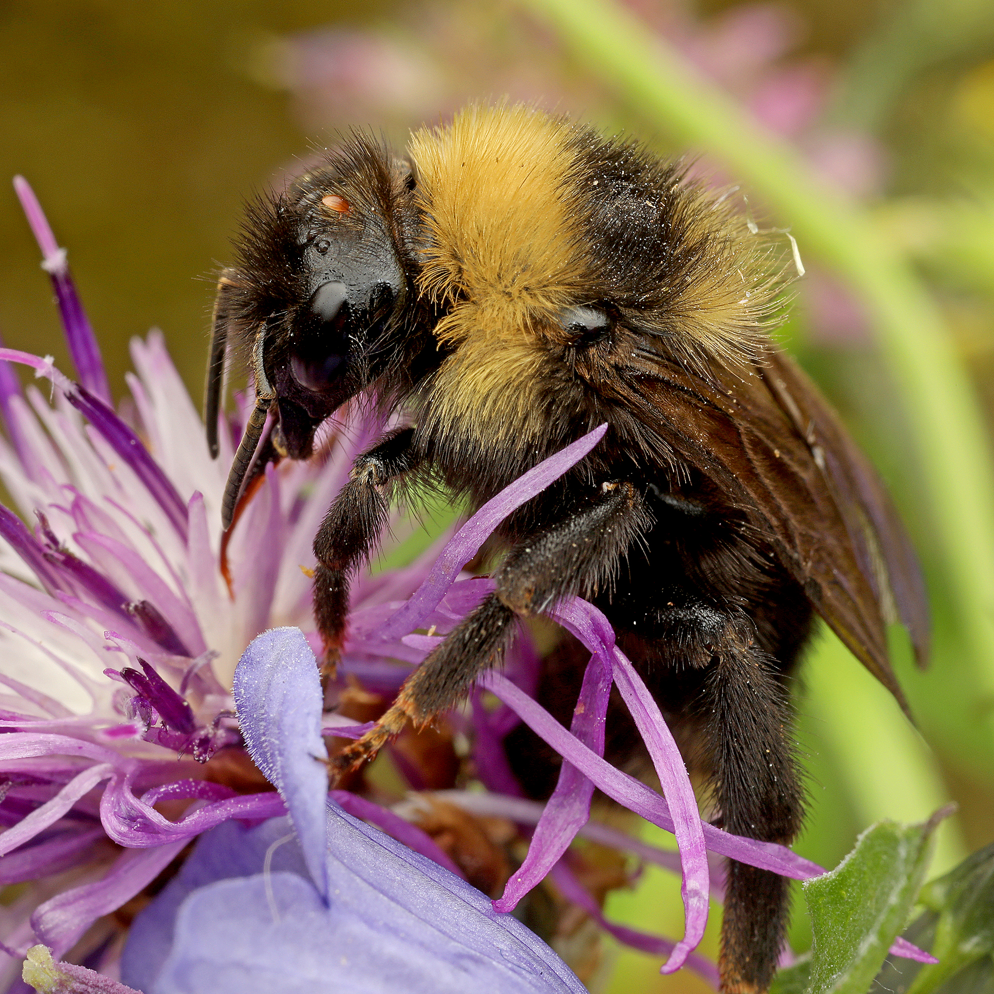 Fotografische Darstellung der Wildbiene Feld-Kuckuckshummel