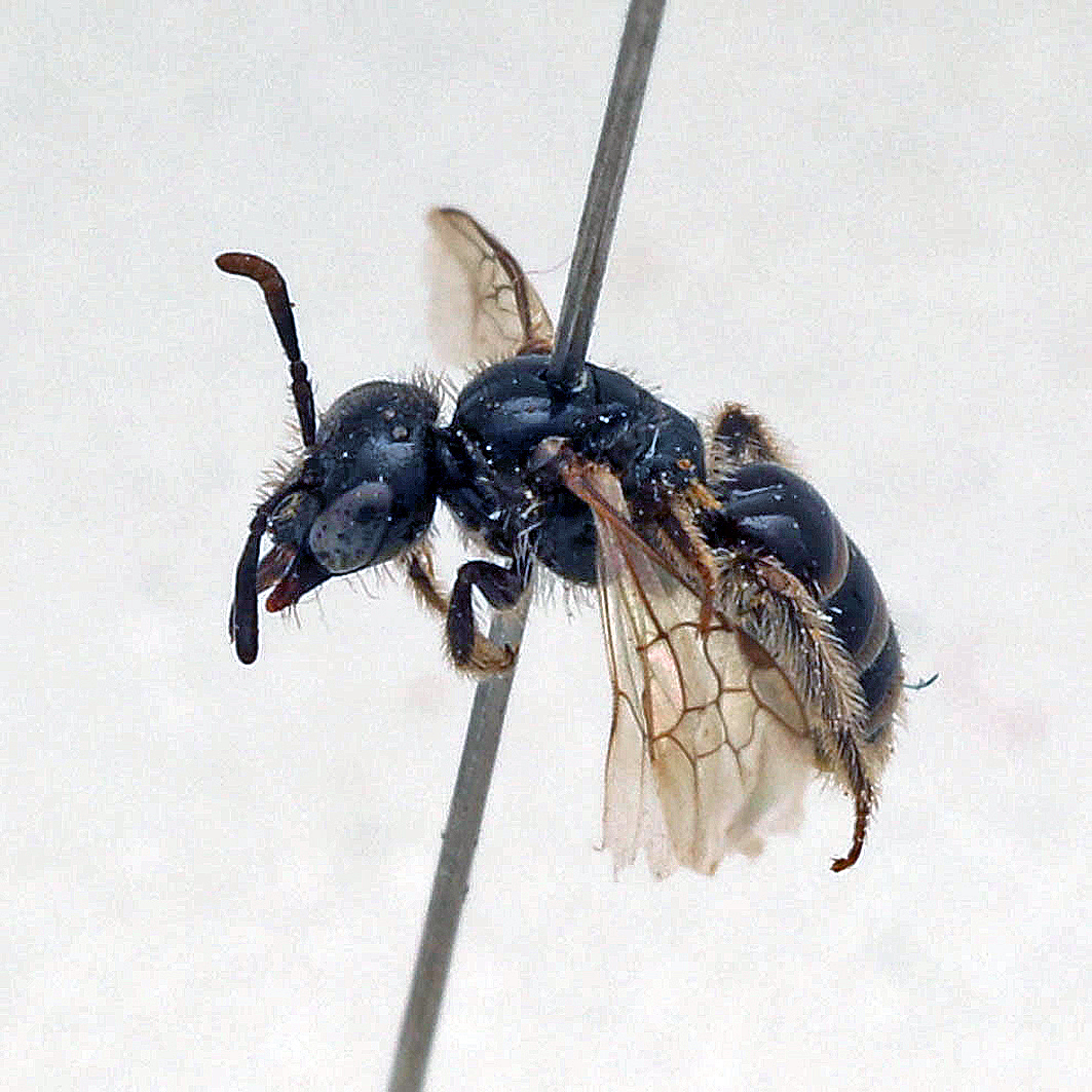 Fotografische Darstellung der Wildbiene Habichtskraut-Glanzbiene