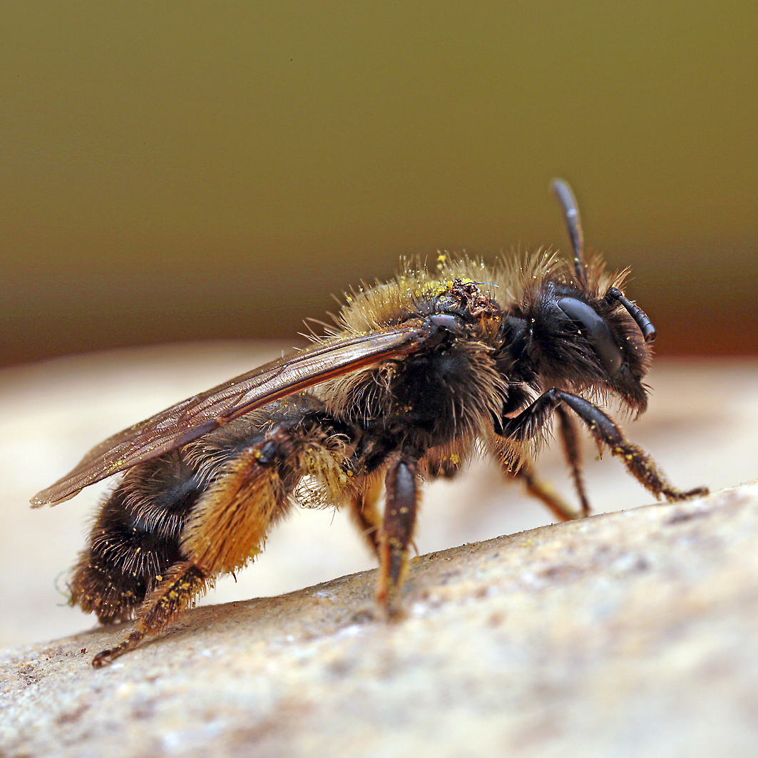 Fotografische Darstellung der Wildbiene Alpen-Sandbiene