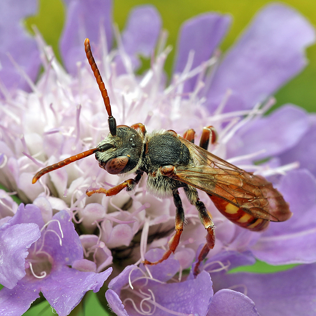 Fotografische Darstellung der Wildbiene Bedornte Wespenbiene