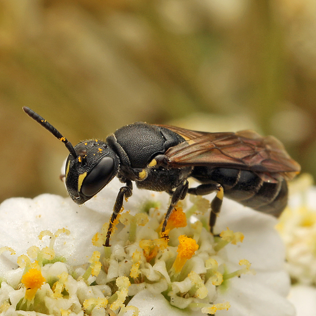 Fotografische Darstellung der Wildbiene Beulen-Maskenbiene