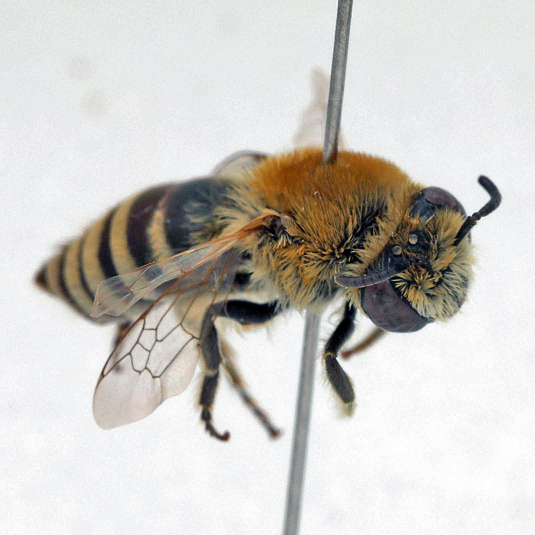 Fotografische Darstellung der Wildbiene Filzbindige Seidenbiene