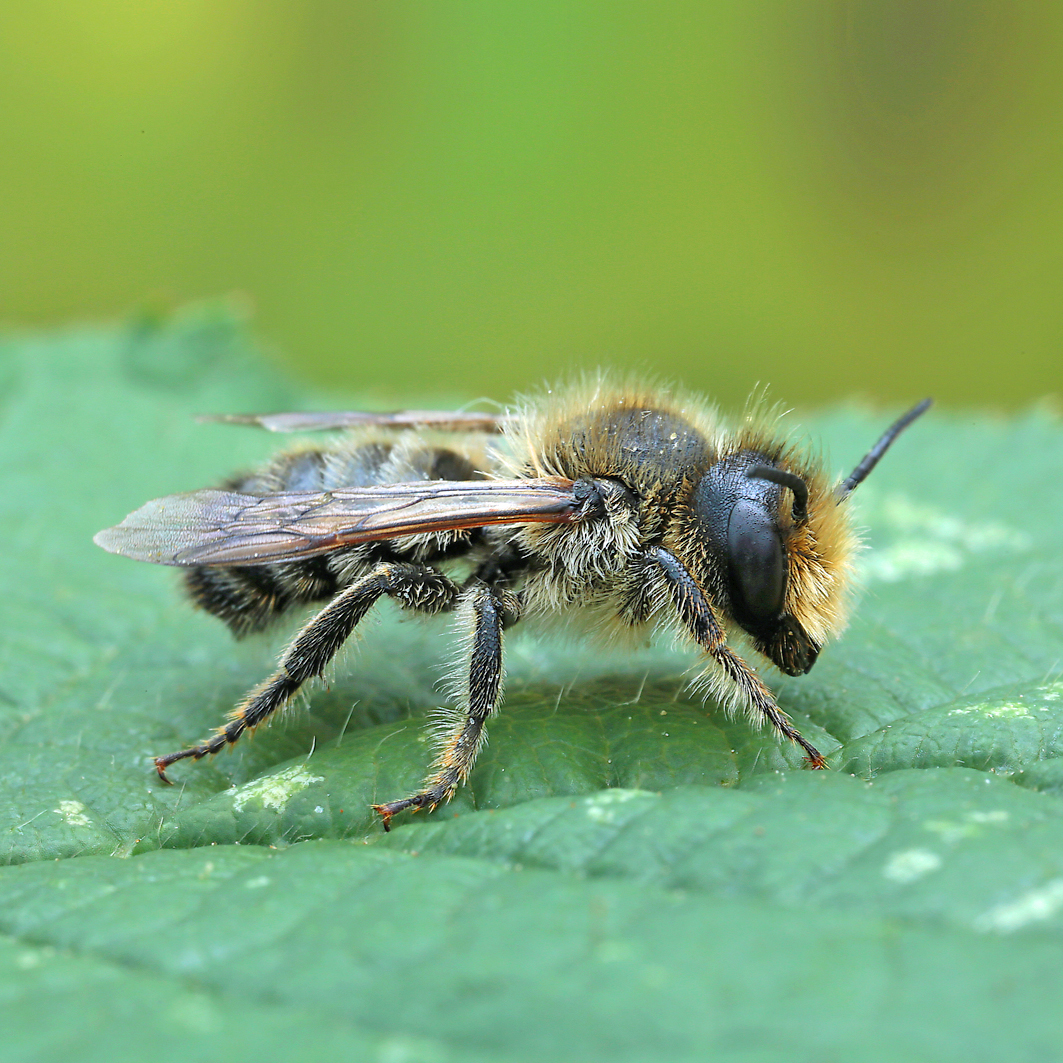 Fotografische Darstellung der Wildbiene Stängel-Blattschneiderbiene
