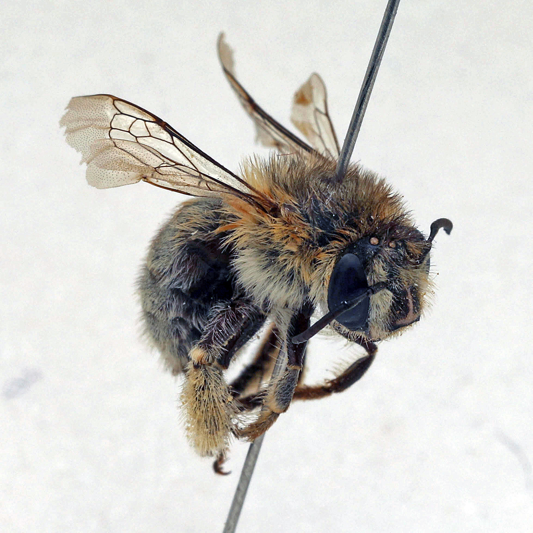 Fotografische Darstellung der Wildbiene Filzige Pelzbiene