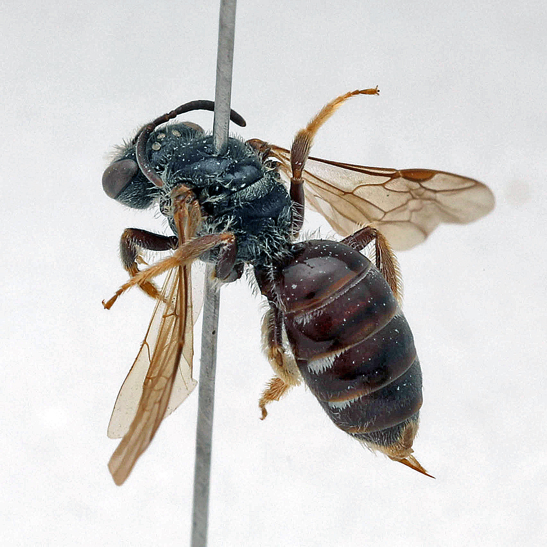 Fotografische Darstellung der Wildbiene Vierpunkt-Schmalbiene