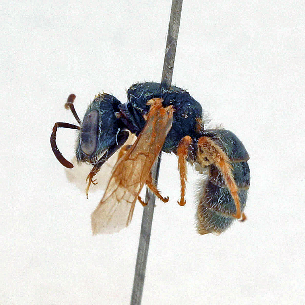 Fotografische Darstellung der Wildbiene Südliche Goldfurchenbiene