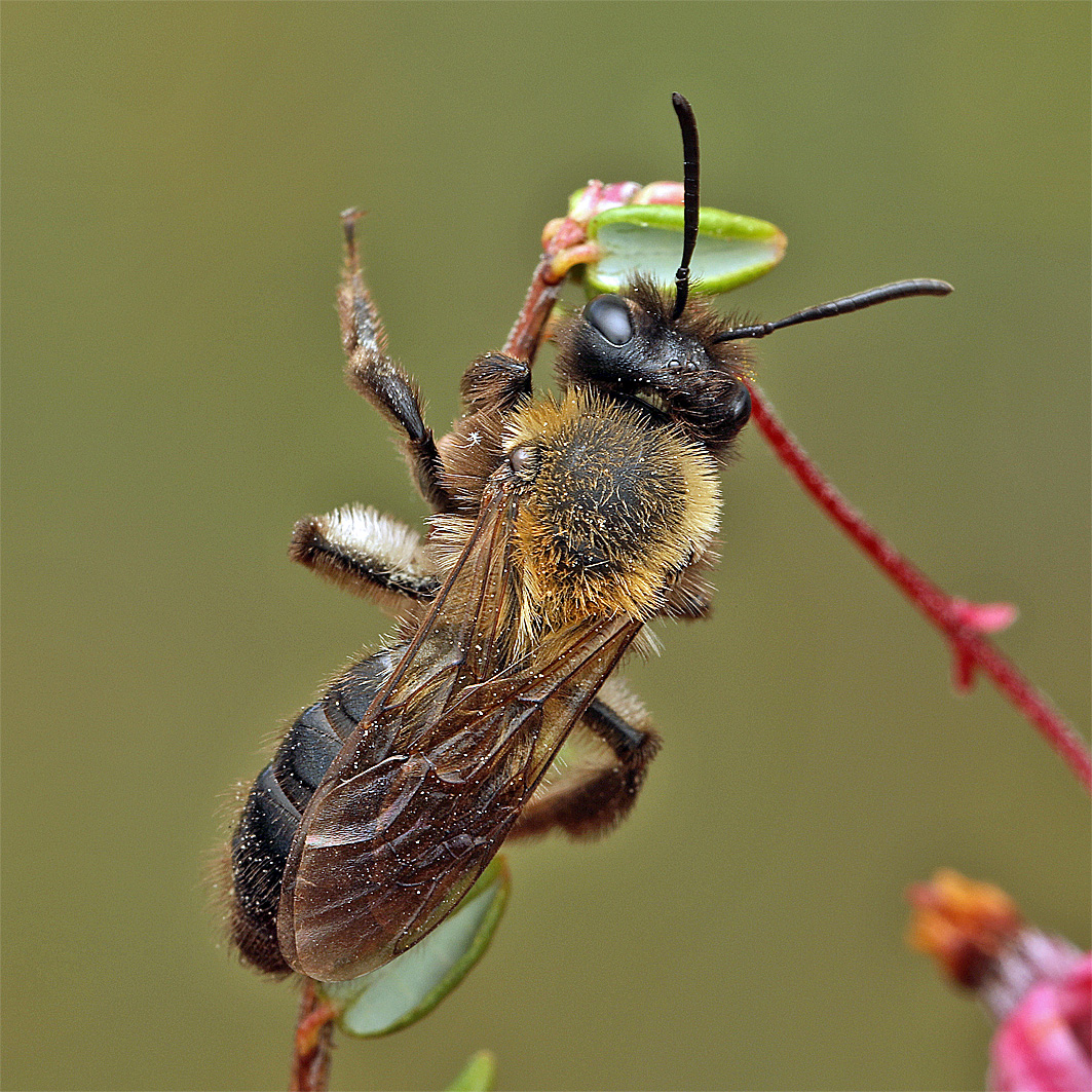 Fotografische Darstellung der Wildbiene Heidelbeer-Lockensandbiene