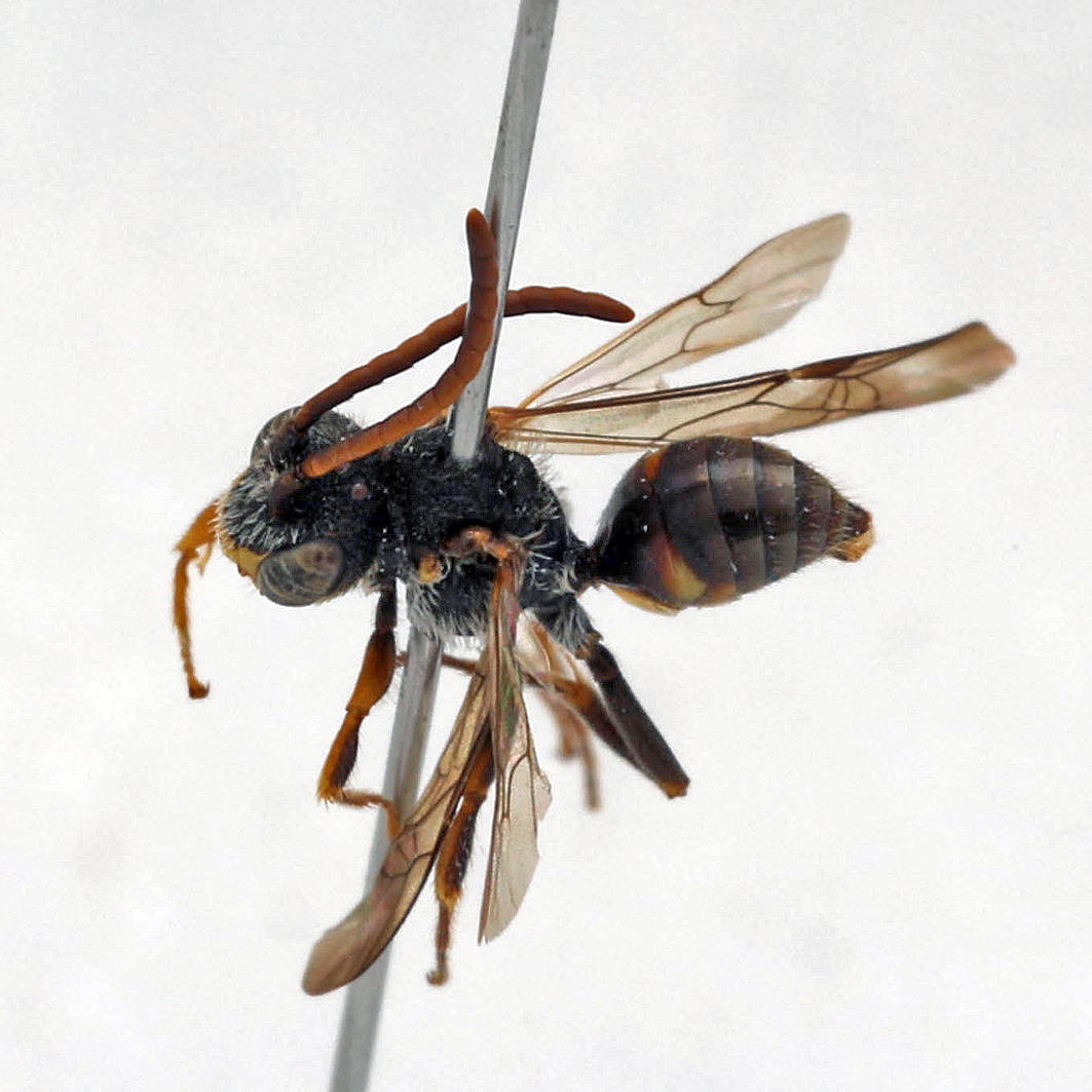 Fotografische Darstellung der Wildbiene Kastilische Wespenbiene