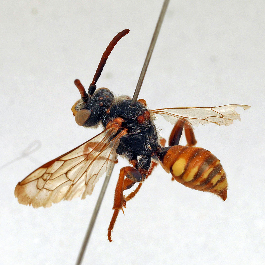 Fotografische Darstellung der Wildbiene Zottige Wespenbiene