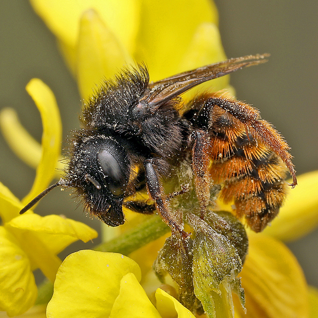 Fotografische Darstellung der Wildbiene Zweifarbige Schneckenhausbiene