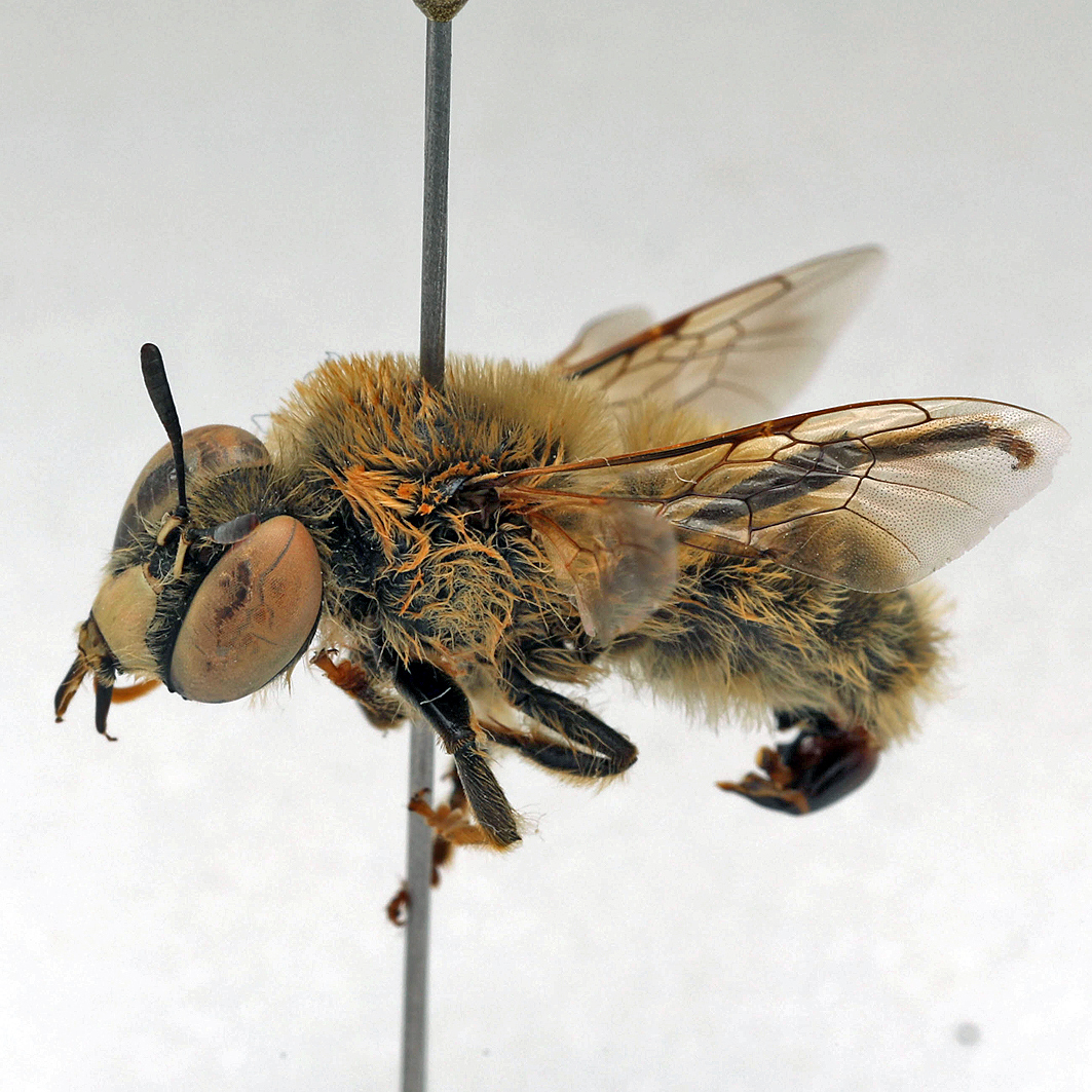Fotografische Darstellung der Wildbiene Luzerne-Schwebebiene