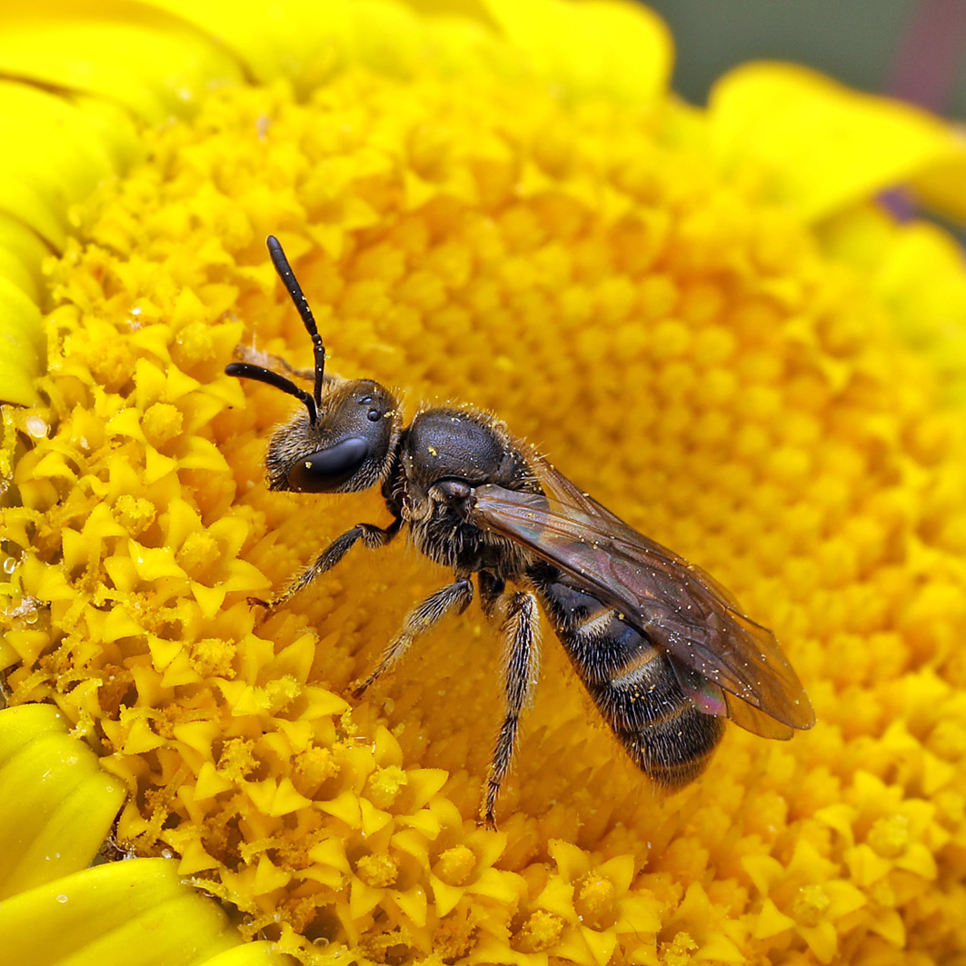 Fotografische Darstellung der Wildbiene Braunfühler-Schmalbiene