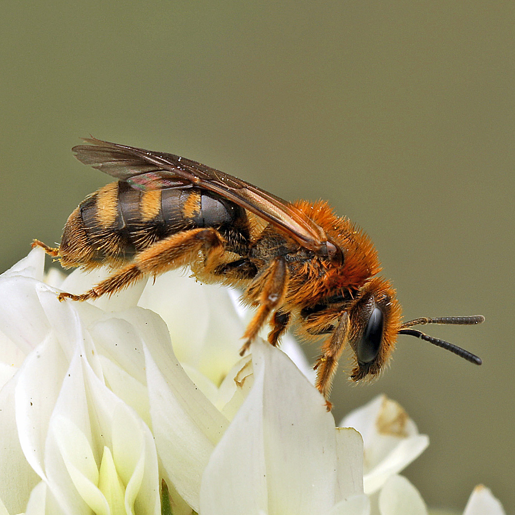 Fotografische Darstellung der Wildbiene Bezahnte Schmalbiene