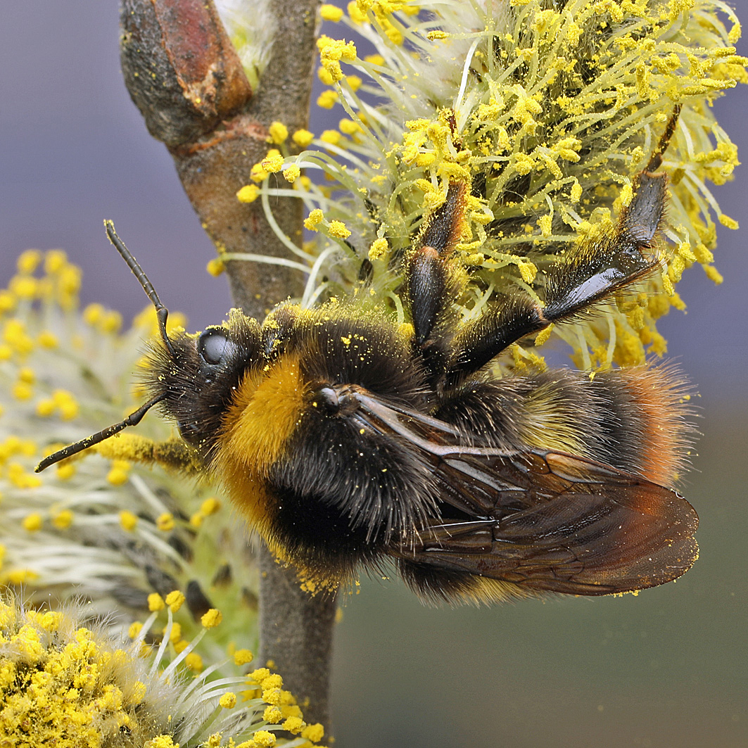 Fotografische Darstellung der Wildbiene Wiesenhummel