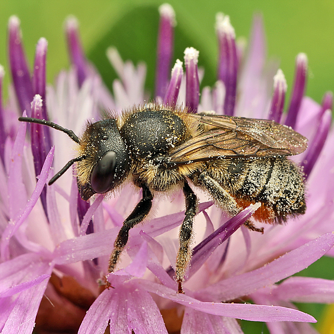 Fotografische Darstellung der Wildbiene Kleine Blattschneiderbiene