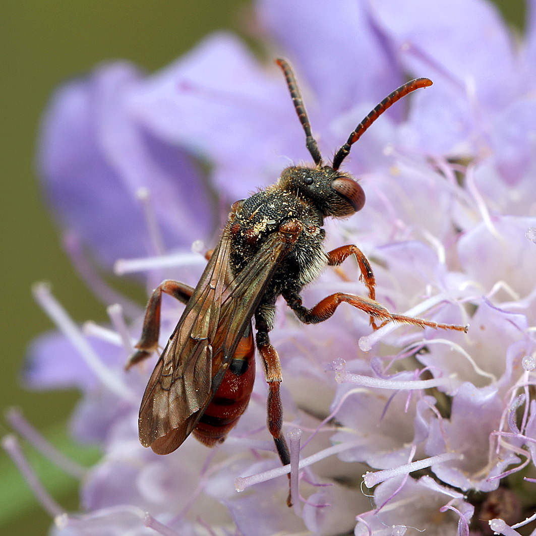 Fotografische Darstellung der Wildbiene Habichtskraut-Wespenbiene