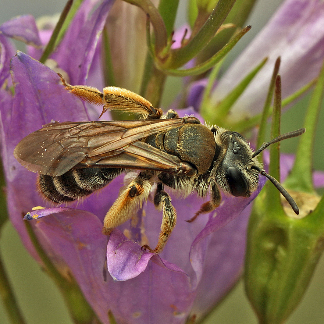 Fotografische Darstellung der Wildbiene Graue Schuppensandbiene