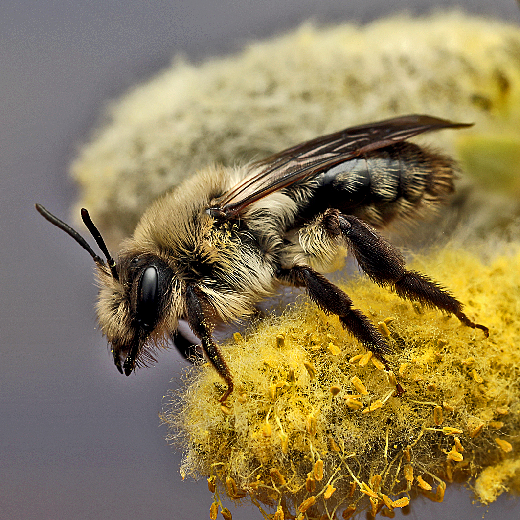 Fotografische Darstellung der Wildbiene Große Weiden-Sandbiene