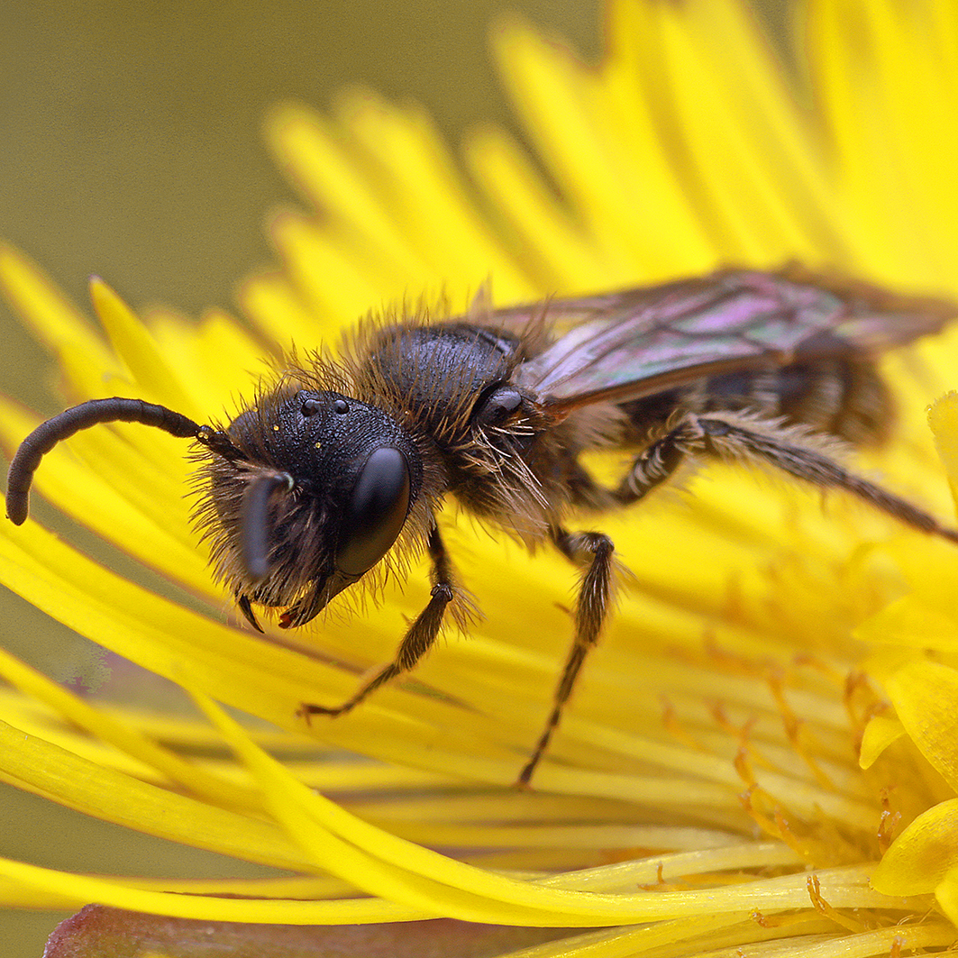 Fotografische Darstellung der Wildbiene Alfkens Zwergsandbiene