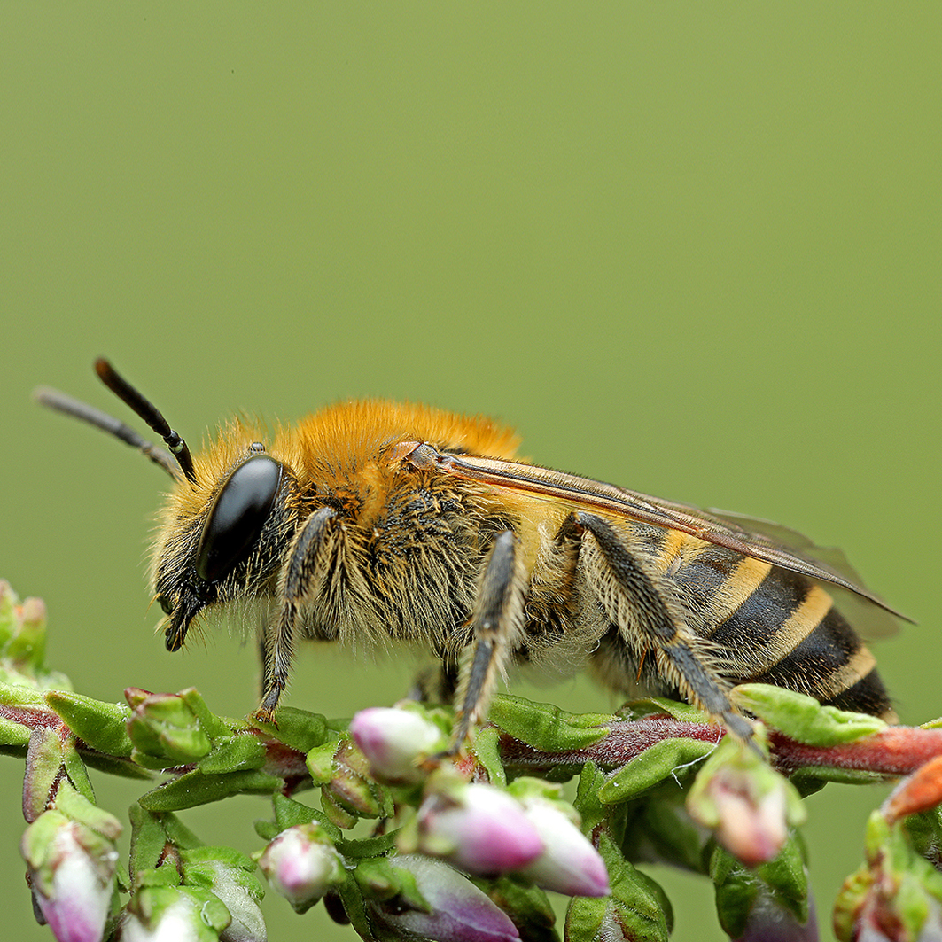 Fotografische Darstellung der Wildbiene Heidekraut-Seidenbiene
