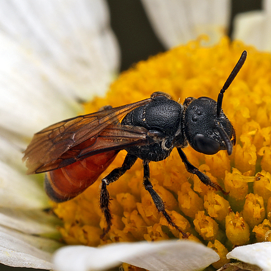Fotografische Darstellung der Wildbiene Netz-Blutbiene