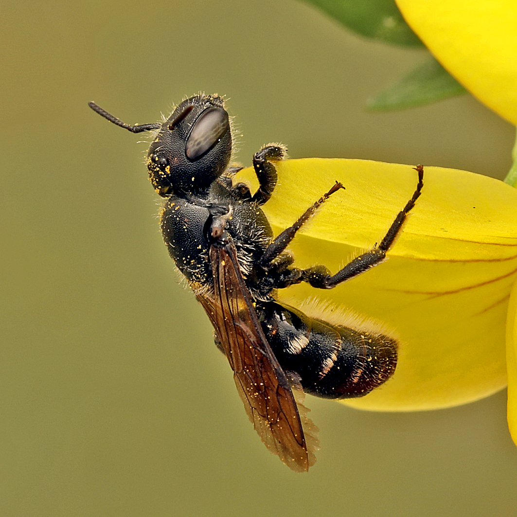 Fotografische Darstellung der Wildbiene Schwarzspornige Stängelbiene