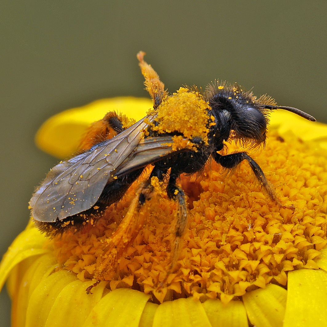 Fotografische Darstellung der Wildbiene Große Zottelbiene
