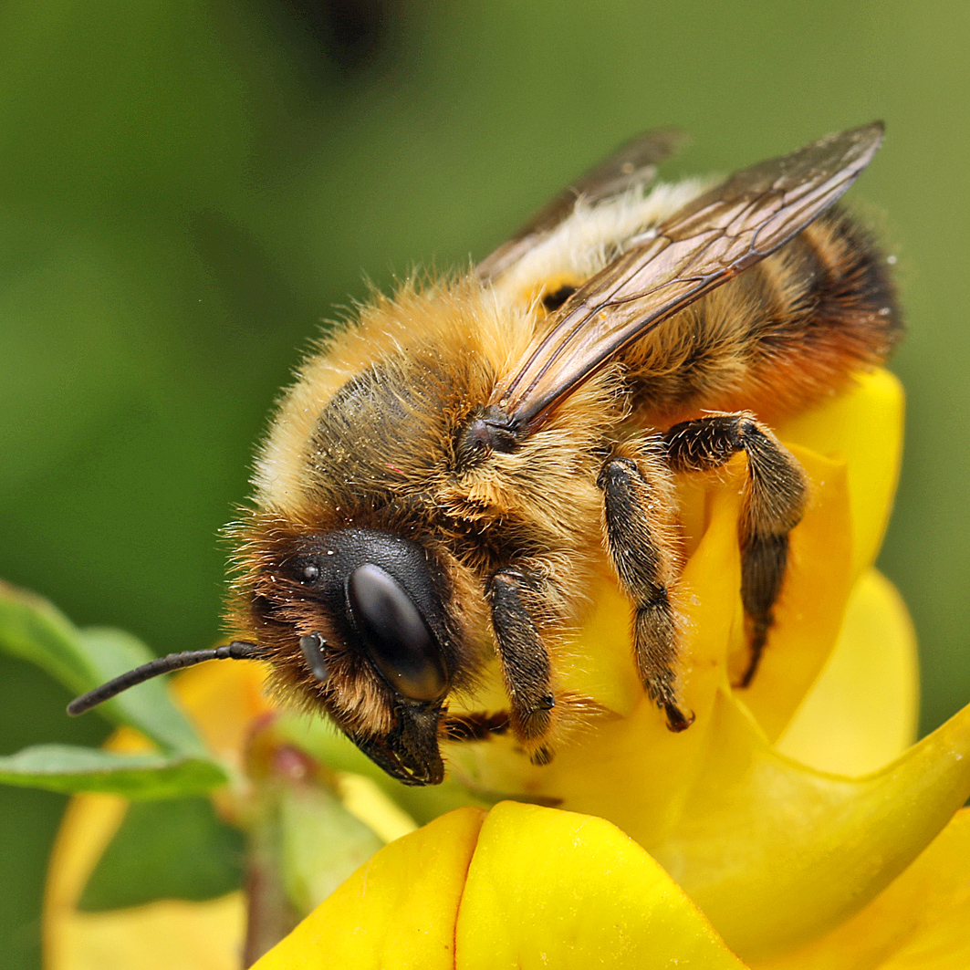Fotografische Darstellung der Wildbiene Gebänderte Blattschneiderbiene