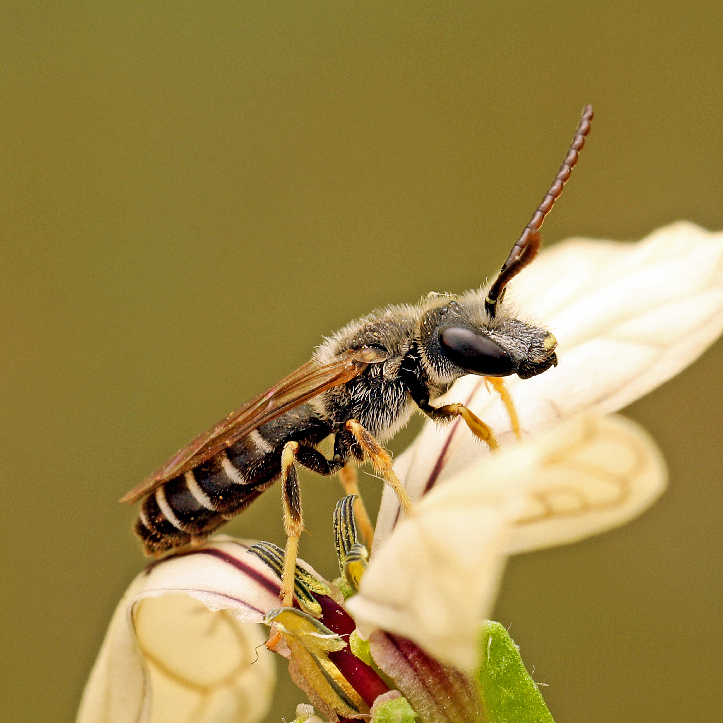 Fotografische Darstellung der Wildbiene Langobarden-Furchenbiene