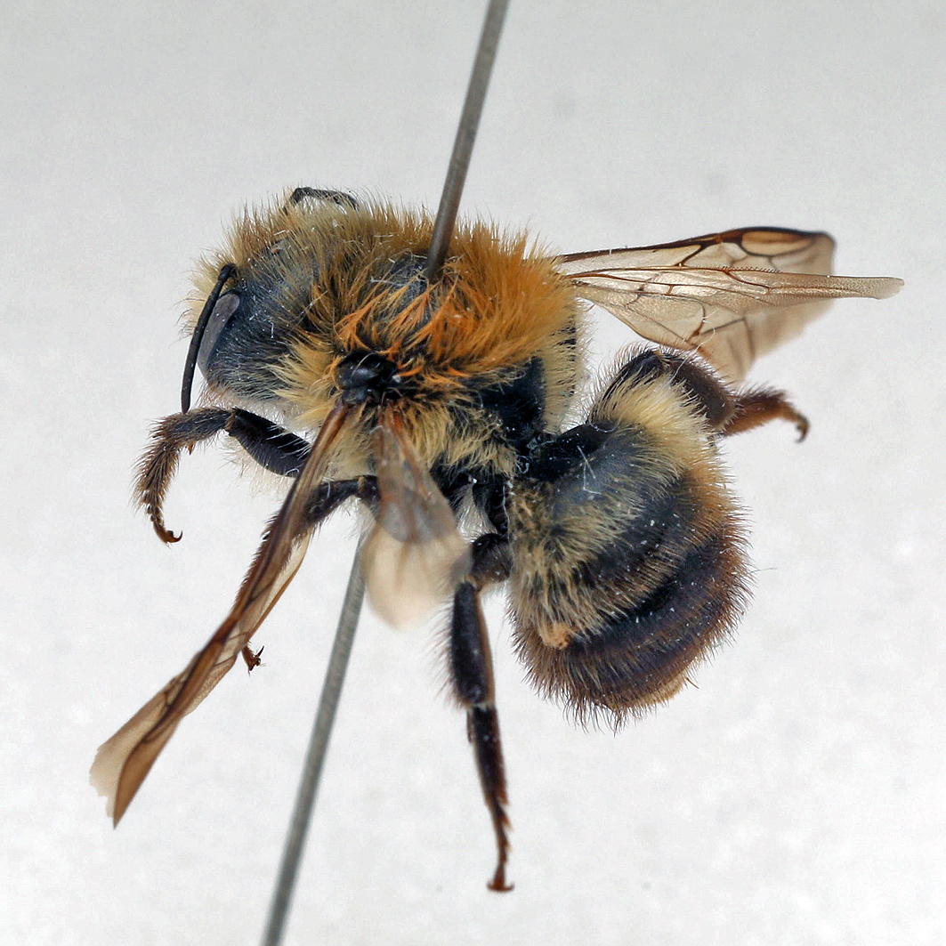 Fotografische Darstellung der Wildbiene Schwarzbürstige Mauerbiene
