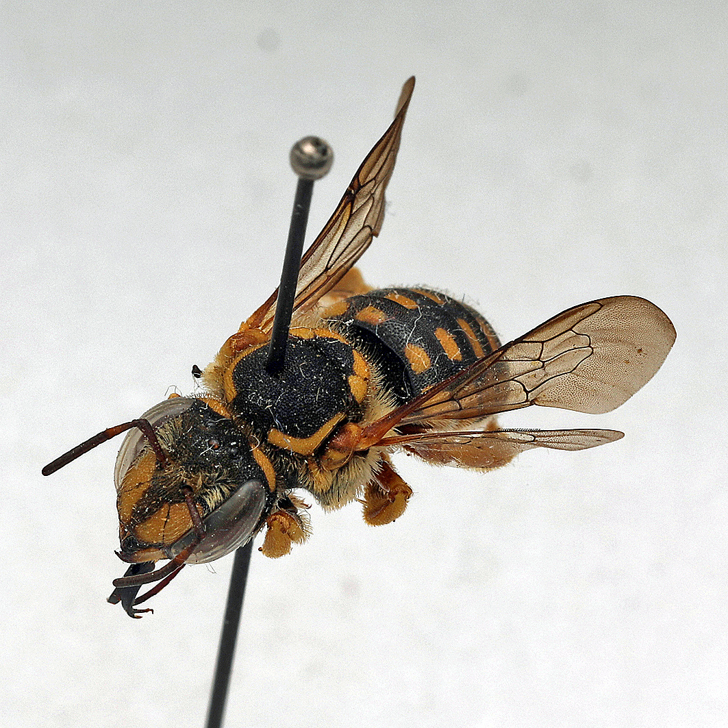 Fotografische Darstellung der Wildbiene Hornklee-Wollbiene