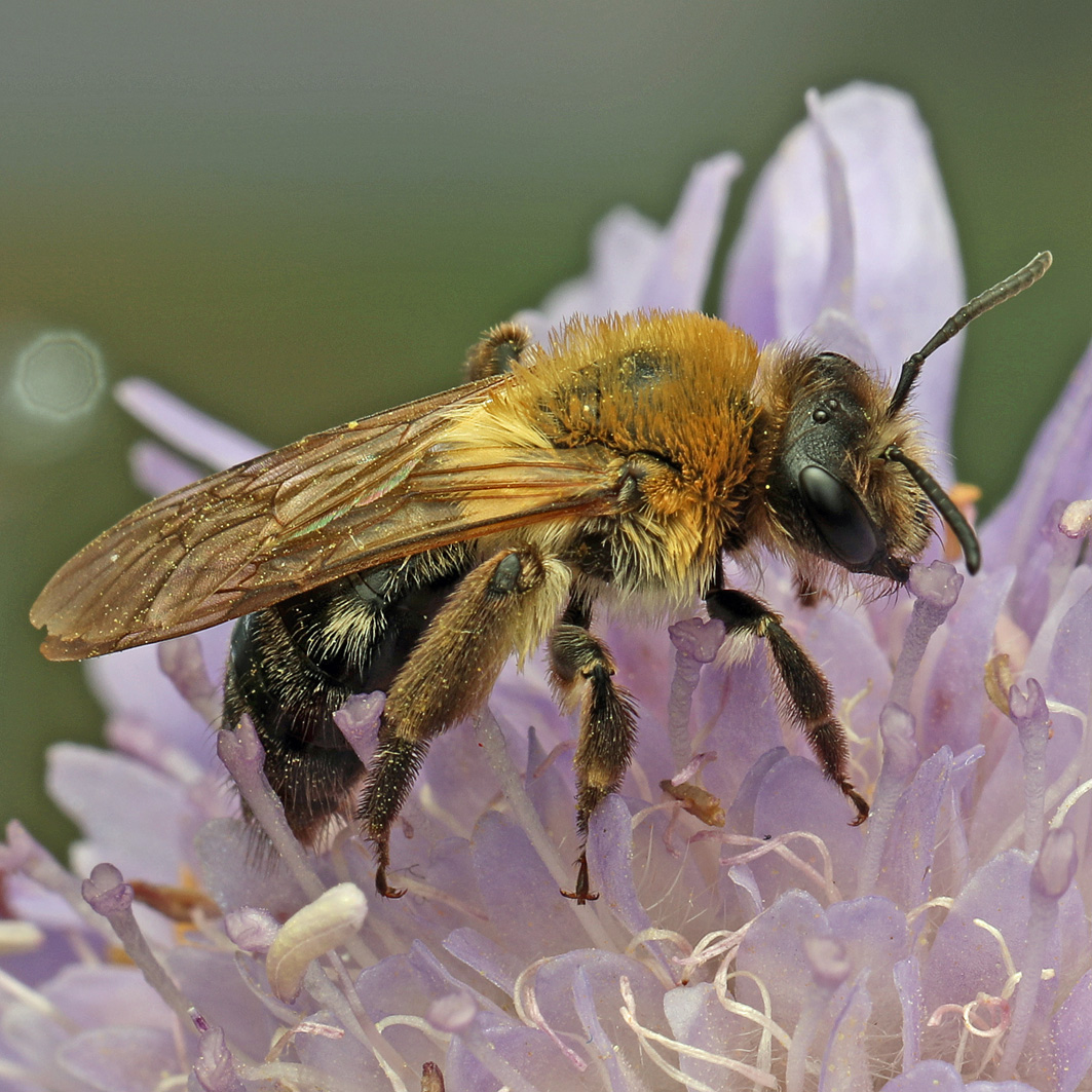 Fotografische Darstellung der Wildbiene Glänzende Düstersandbiene