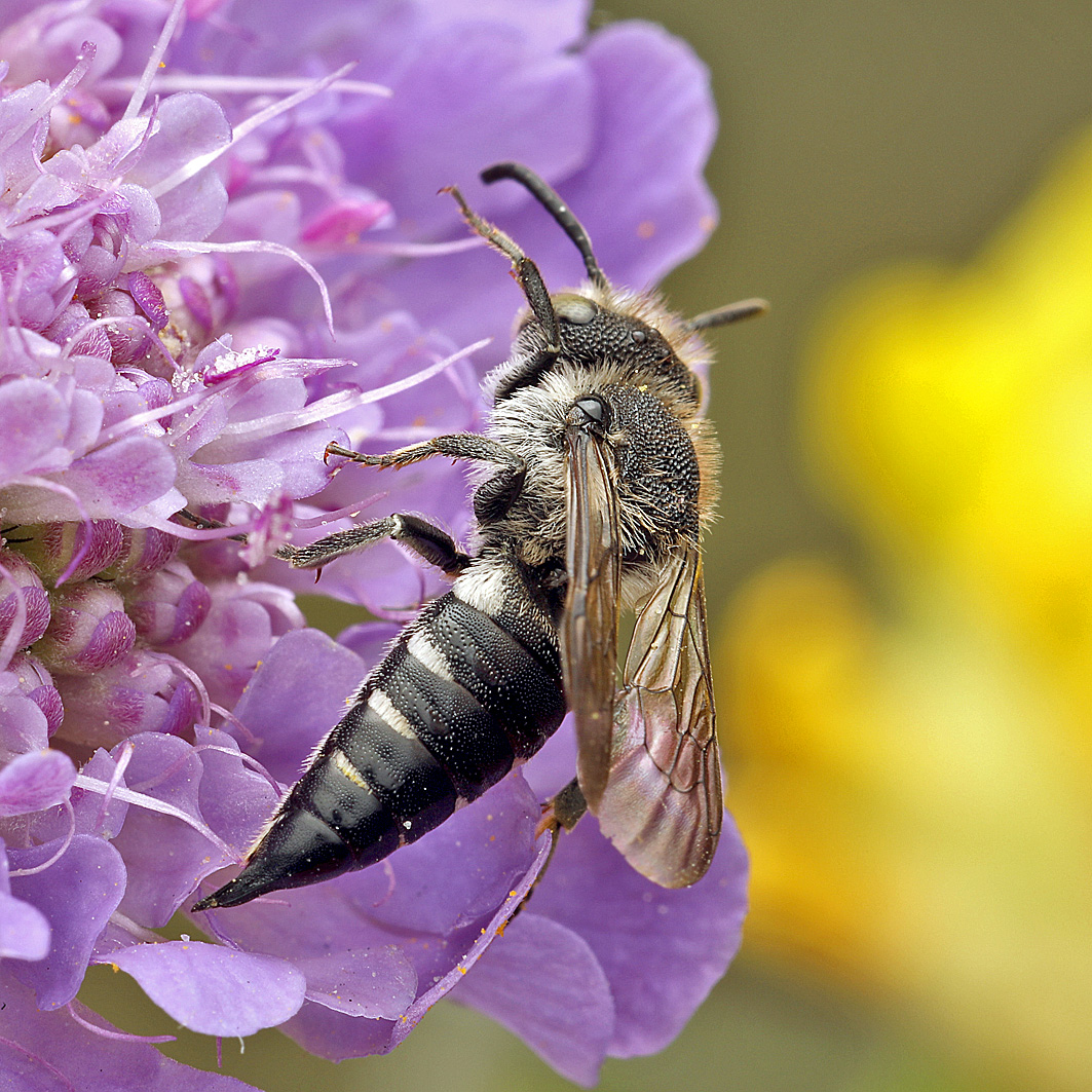 Fotografische Darstellung der Wildbiene Mandibel-Kegelbiene