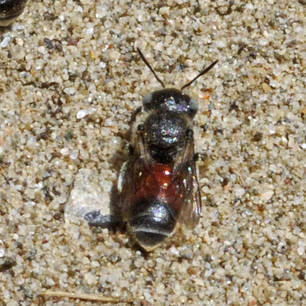 Fotografische Darstellung der Wildbiene Rote Schneckenhausbiene