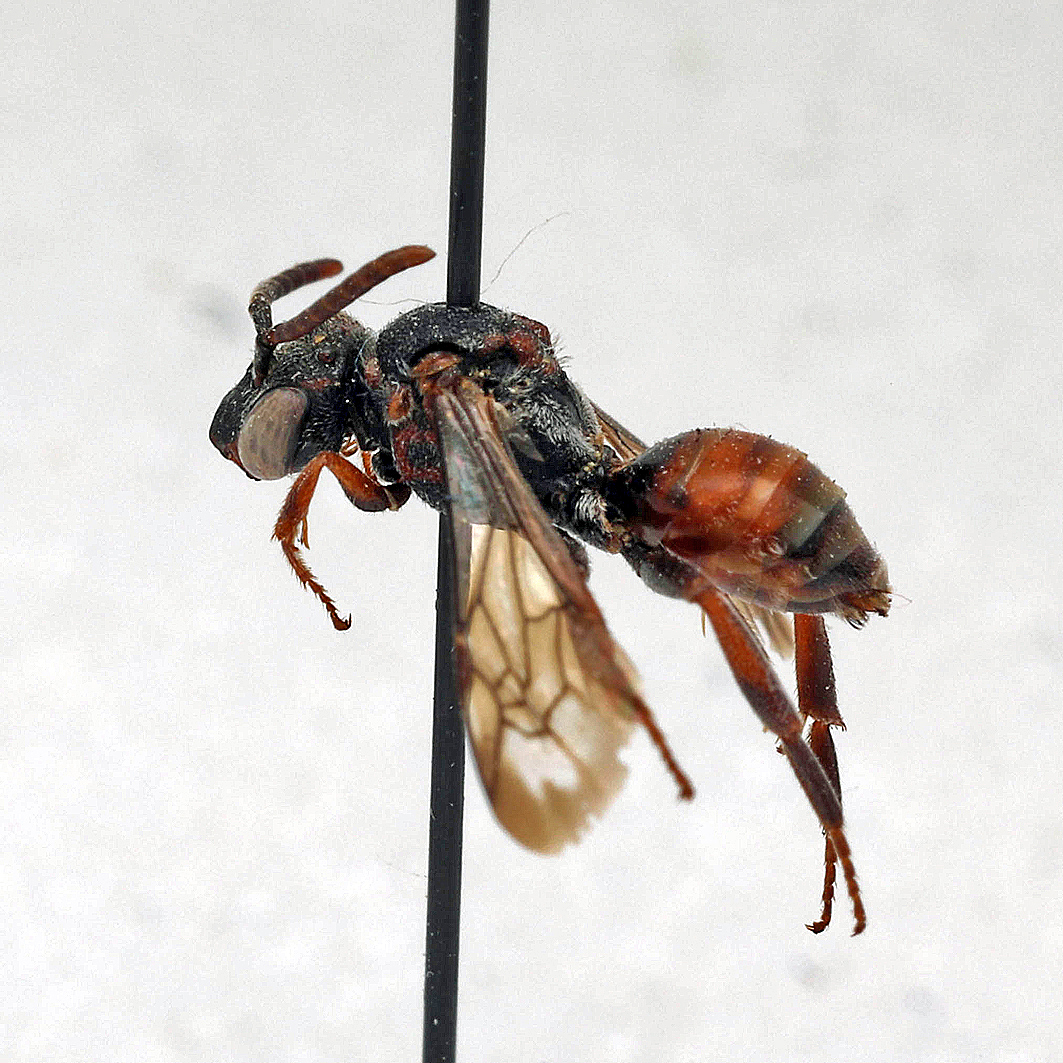 Fotografische Darstellung der Wildbiene Silberhaarige Wespenbiene