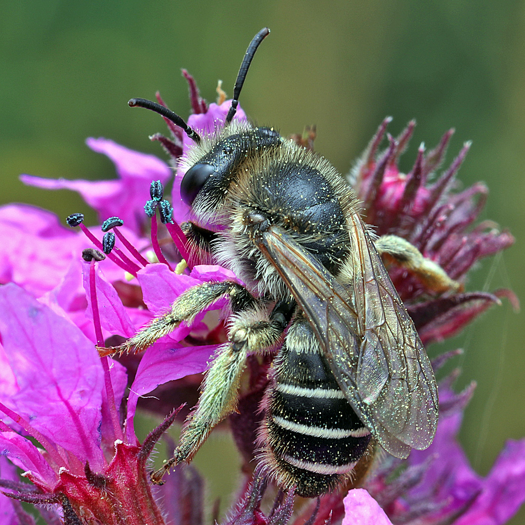 Fotografische Darstellung der Wildbiene Blutweiderich-Sägehornbiene