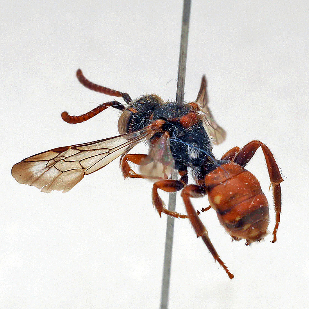Fotografische Darstellung der Wildbiene Stumpfdorn-Wespenbiene